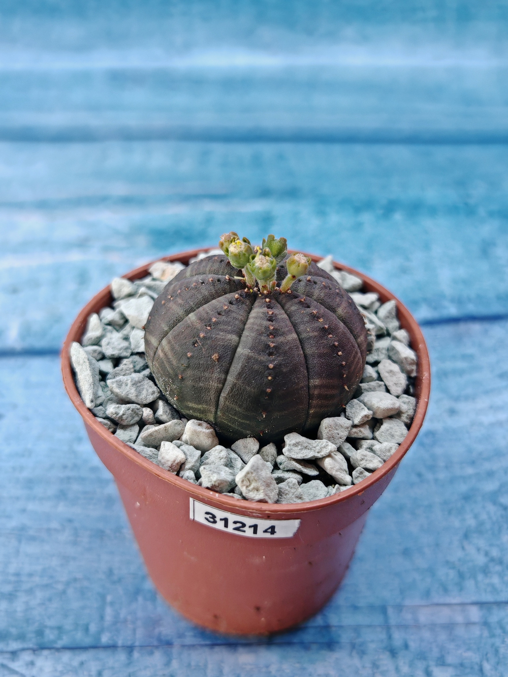Суккулент Euphorbia Obesa (Эуфорбия)