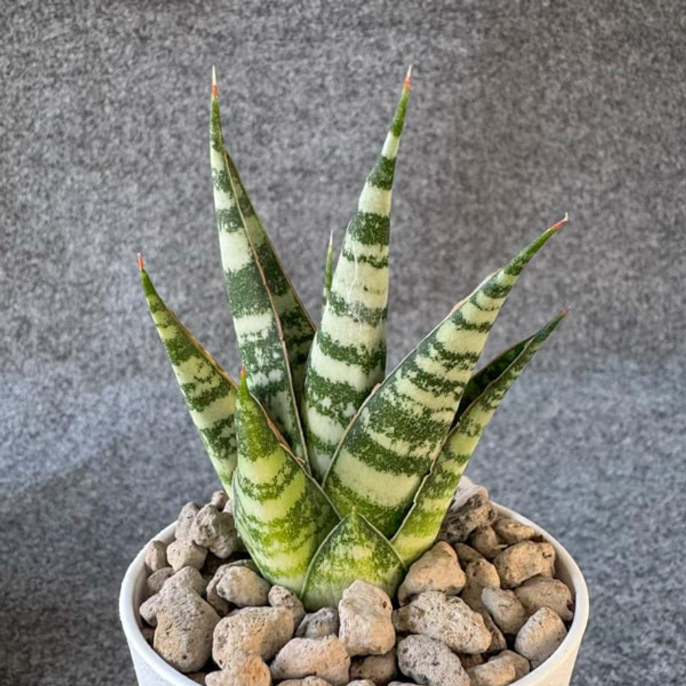 Сансевиерия MOHAWK