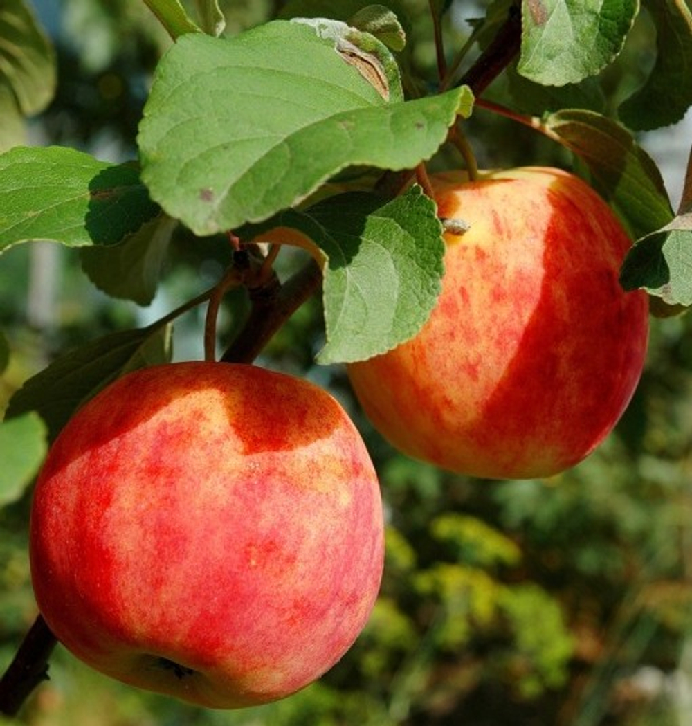 Яблоня Горнист летняя