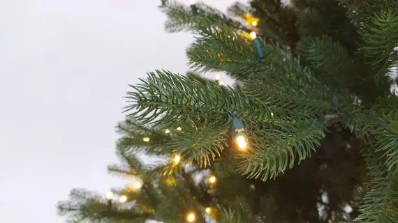 Искусственная елка Швейцарская 185 см., 220 теплых белых LED ламп, 100% литая хвоя, Black Box (74539)