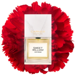 Carner Barcelona Sweet William