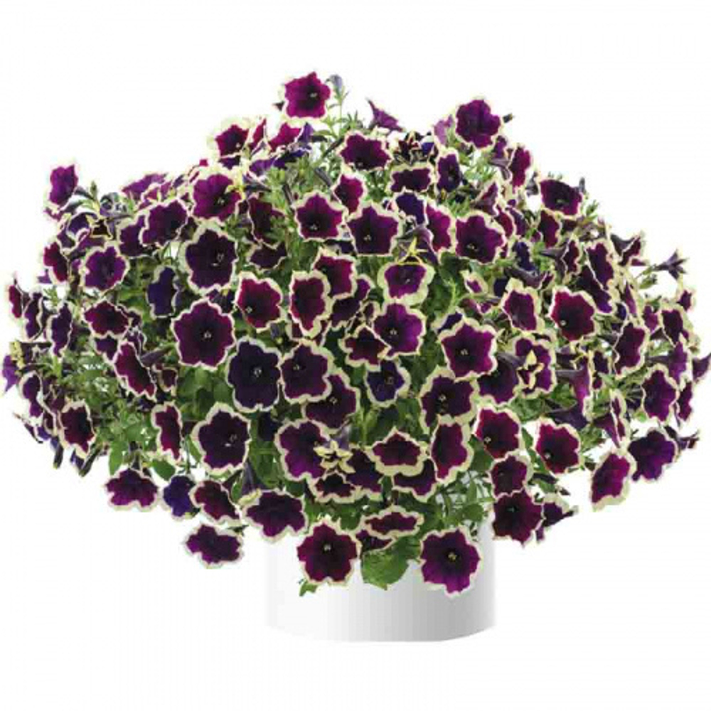 Петуния Cascadias Rim Magenta