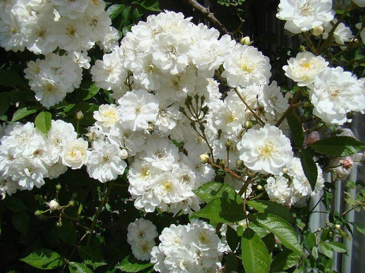 Роза Гирлянд де Амур штамб 120-140 см. Закупка М21 весна 2026