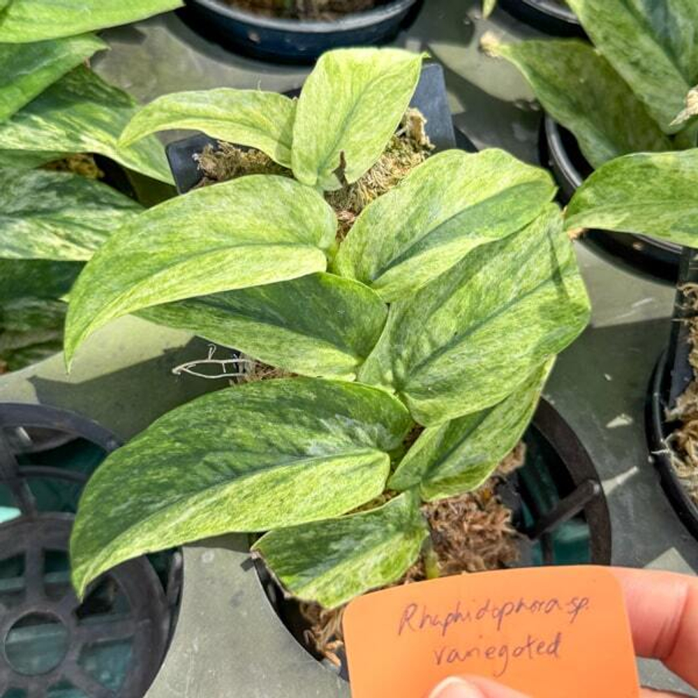 Рафидофора MINT VAR