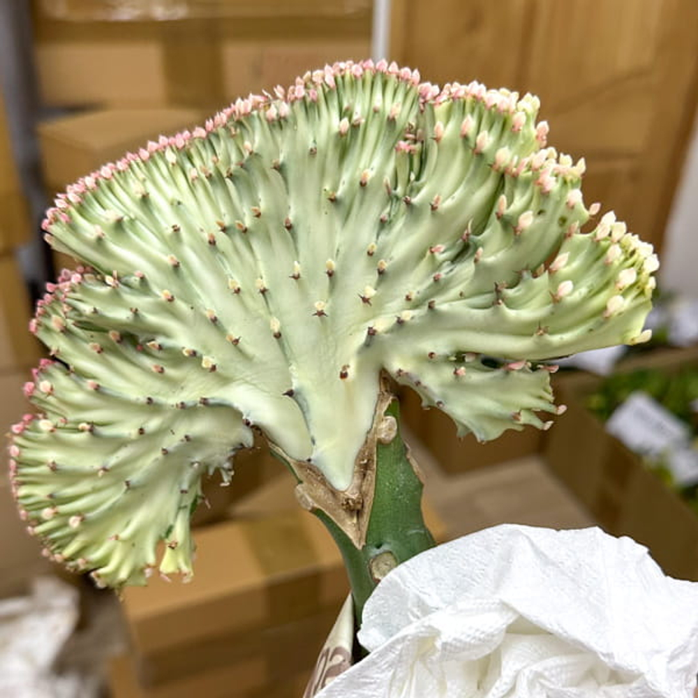 Эуфорбия лактеа кристата GRAY