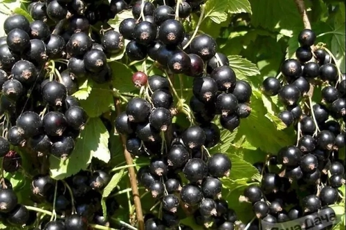 Саженцы смородины черной Зелёная Дымка