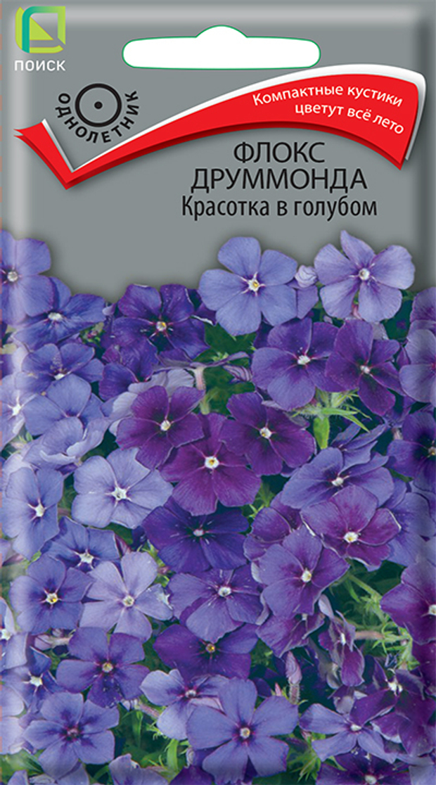 Флокс друммонда Красотка в голубом