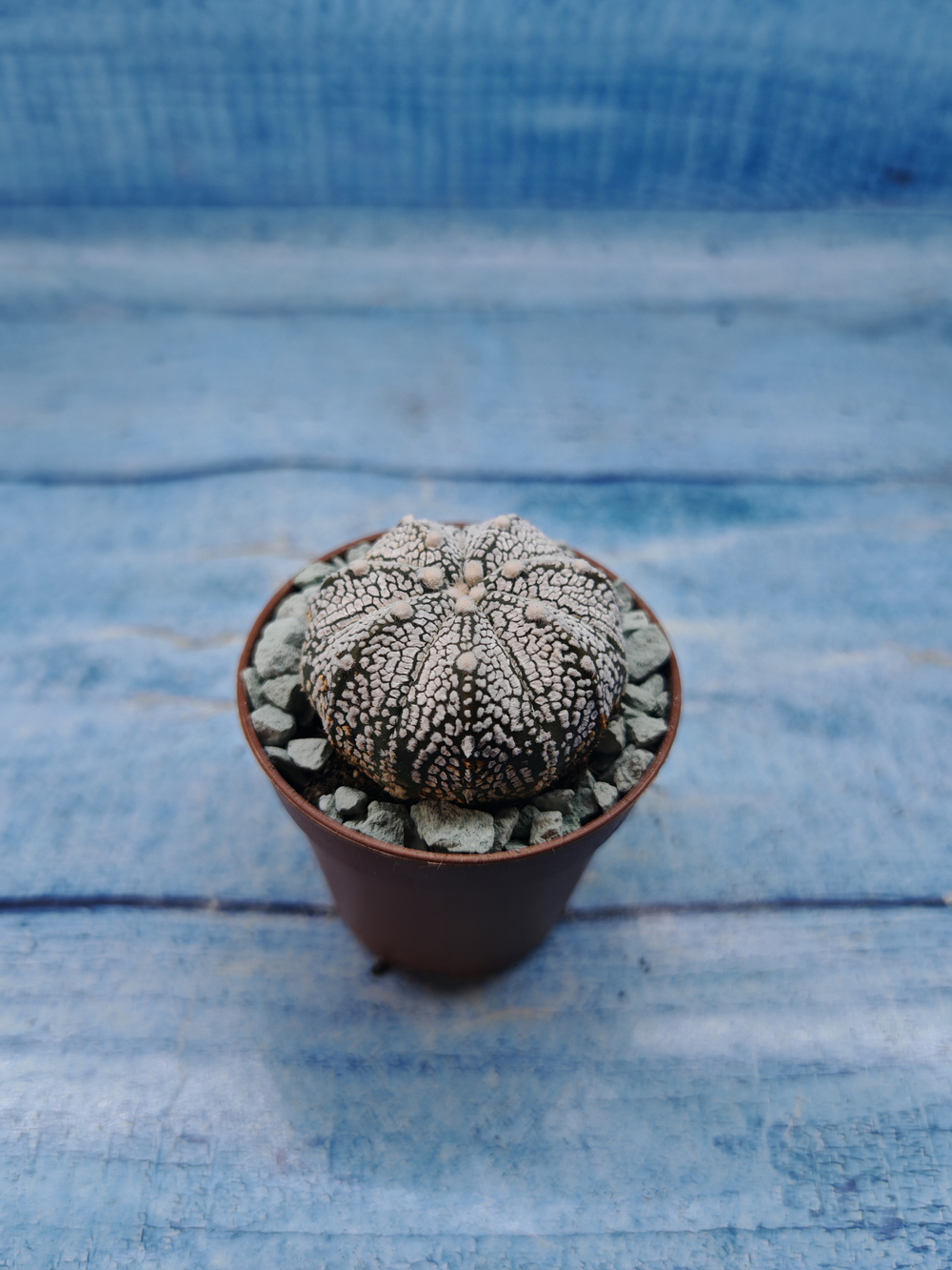 Astrophytum Asterias "Super Kabuto" (Астрофитум)