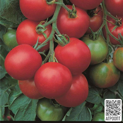 ТОЛСТОЙ F1 семена томата (Bejo | Alexagro)