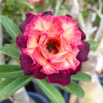 Адениум обесум ANGEL WING