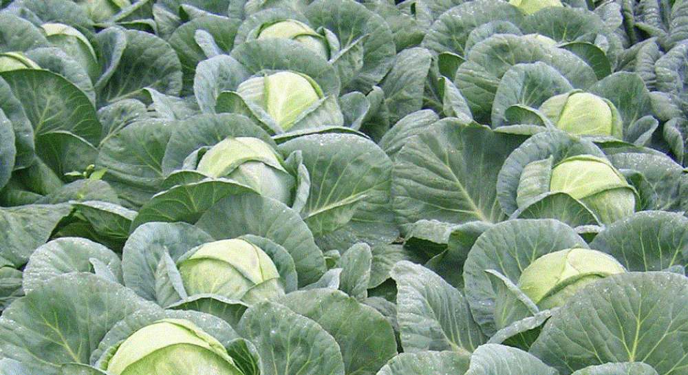 Тобия F1 семена капусты белокочанной (Seminis / Семинис)