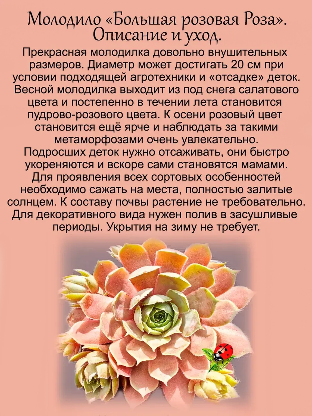 Молодило Большая розовая роза