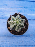 Euphorbia meloformis f. Variegated (Эуфорбия вариегатная)