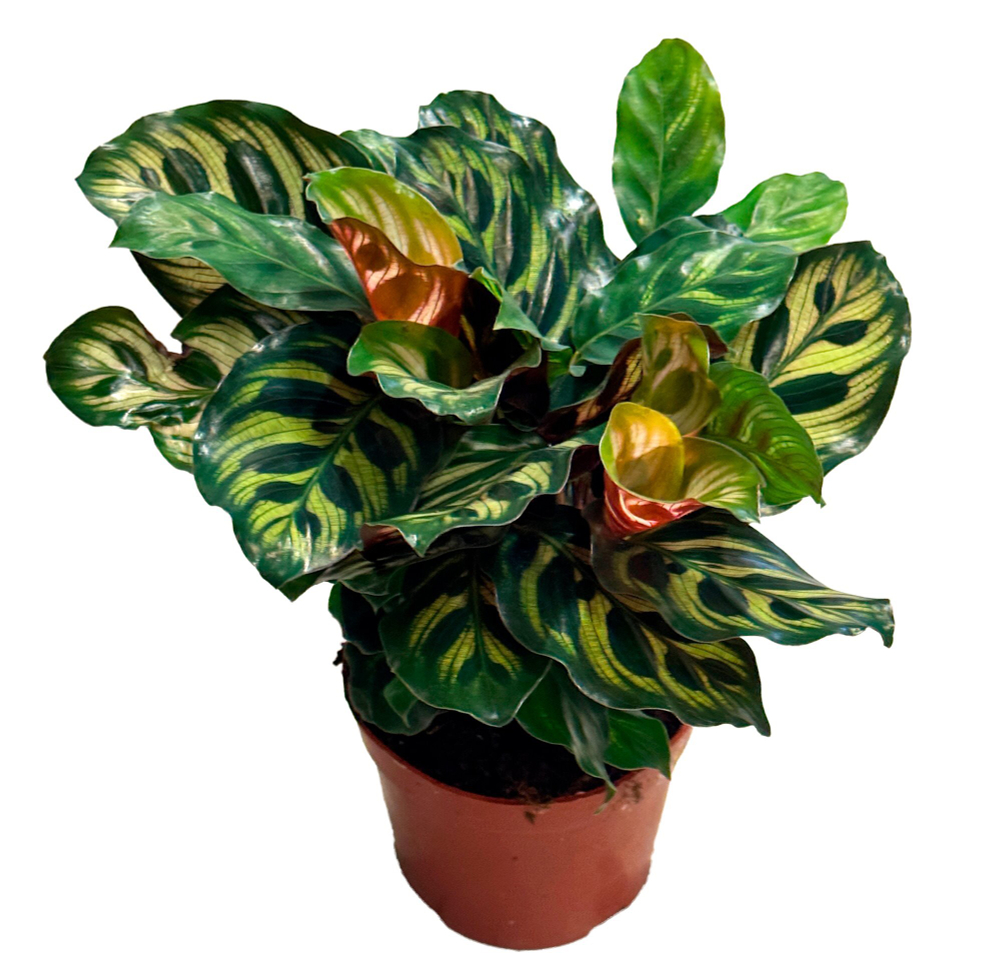 Калатея Пикок