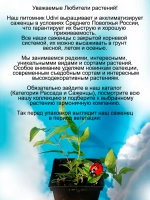 Клематис Арабелла сине голубой обильноцветущий