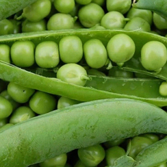 ШУГАР ФЛЭШ семена гороха (Syngenta | Alexagro)