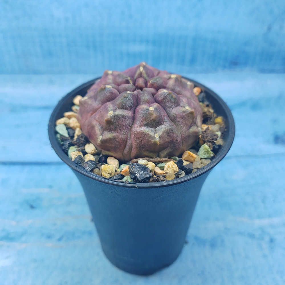 Gymnocalycium Daydream (Гимнокалициум)
