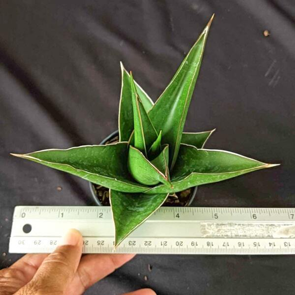 Сансевиерия TOWER BLUE