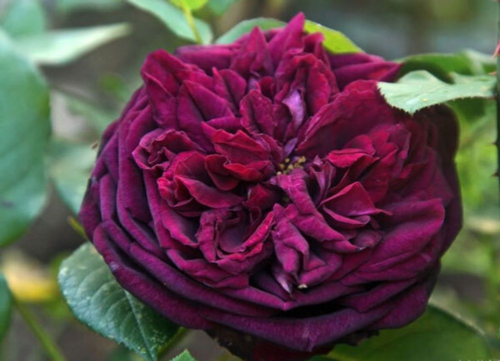 Роза кустовая Принц