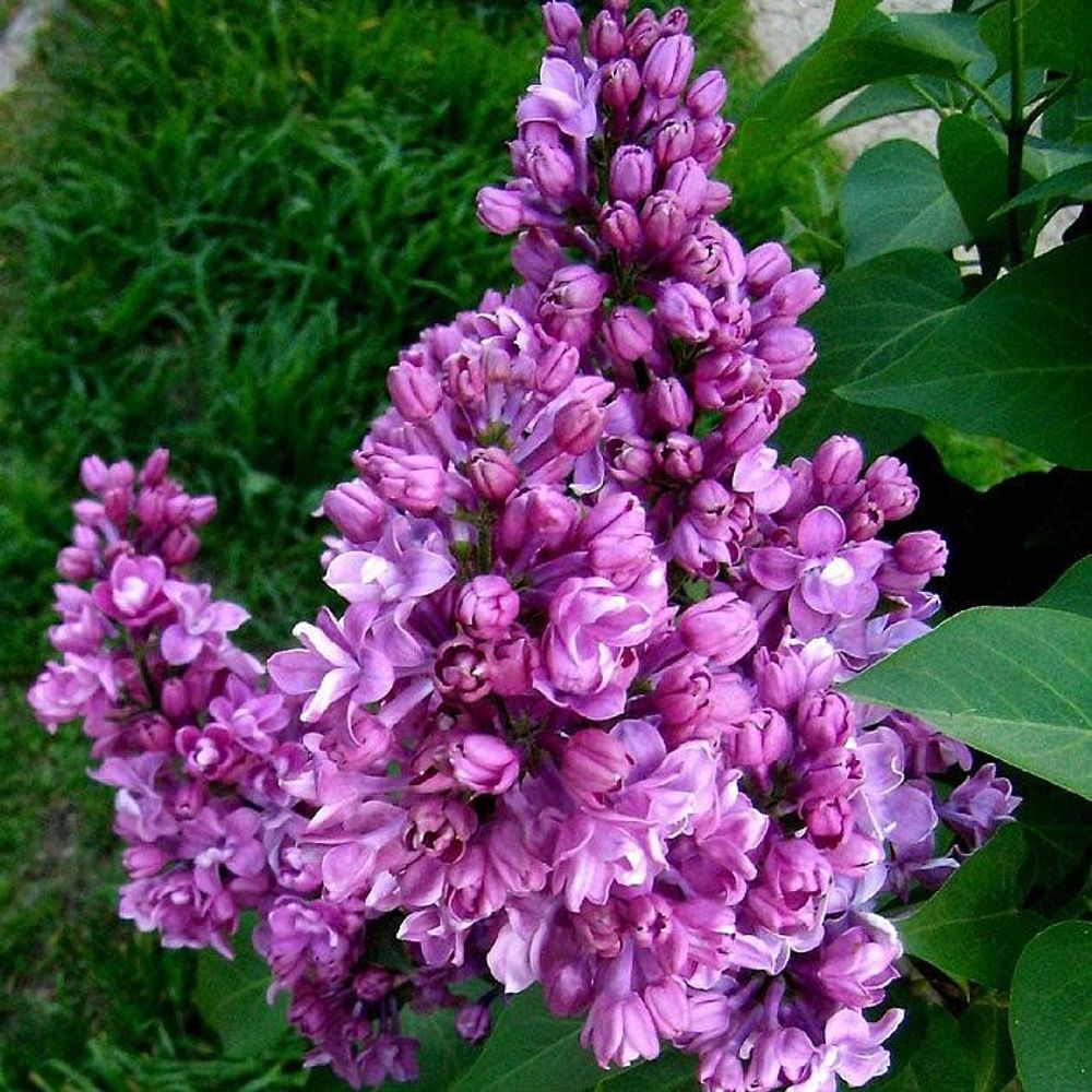 Сирень обыкновенная Мишель Бухнер штамб 90 см Закупка М66 апрель 2026