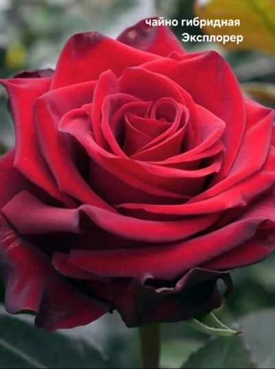 Саженцы роз чайно гибридная ЭКСПЛОРЕР