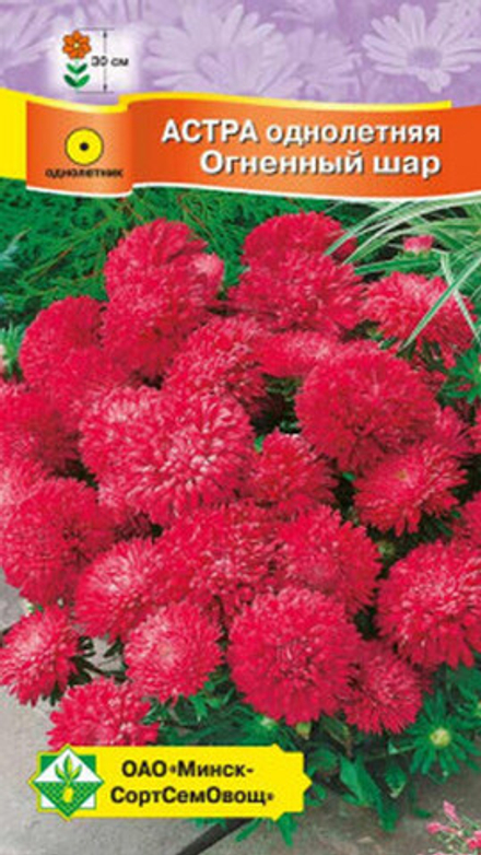 Астра карликовая "Огненный шар" 0,3г, Германия.