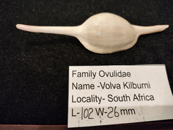 Волва Килбурна