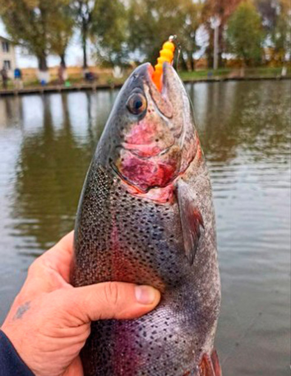 Bark Beetle Larva 34 мм - форелевая серия Brown Perch (12 шт)