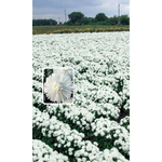 Семена Астра обильноцветущая Снежный Жемчуг (УД) Е/П