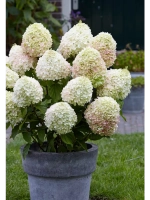 Гортензия метельчатая Канди Лав