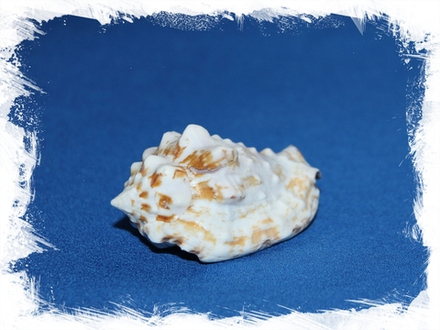 Стромбус Пипус, 6-7см, 1шт