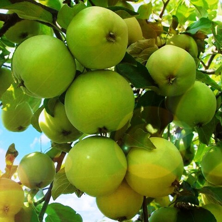 Яблоня Свердловчанин зимняя