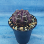 Gymnocalycium Daydream (Гимнокалициум)