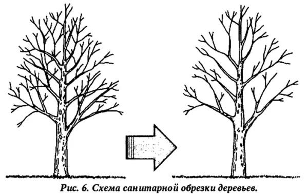 Санитарная обрезка после зимы: спасаем плодовые деревья от повреждений
