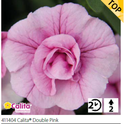Калибрахоа Calita® Double Pink укорененный черенок ОКС конец ноября