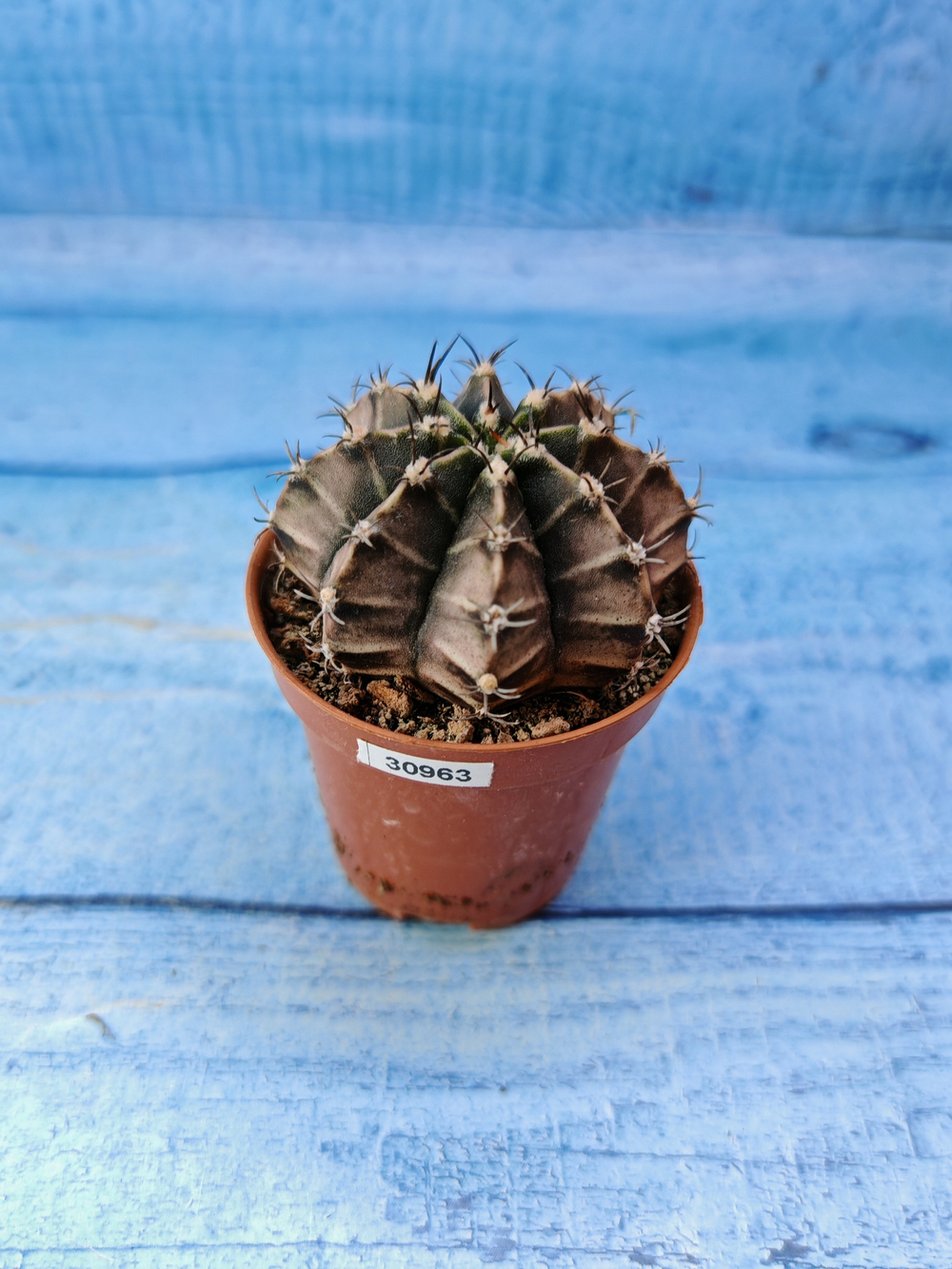 Gymnocalycium Friedrichii (Гимнокалициум)