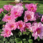 Пион ИТО-гибрид микс