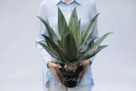 Агава аттенуата с напылением в кашпо 50см