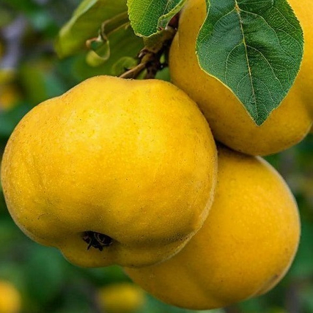 Айва грушевидная Нижегородская