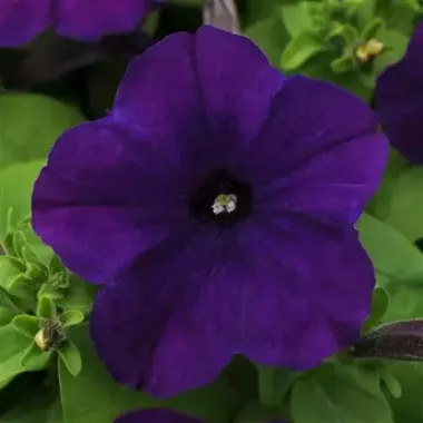 S60199 Петуния кустовая Multiflora LO RIDER® BLUE 100 шт.