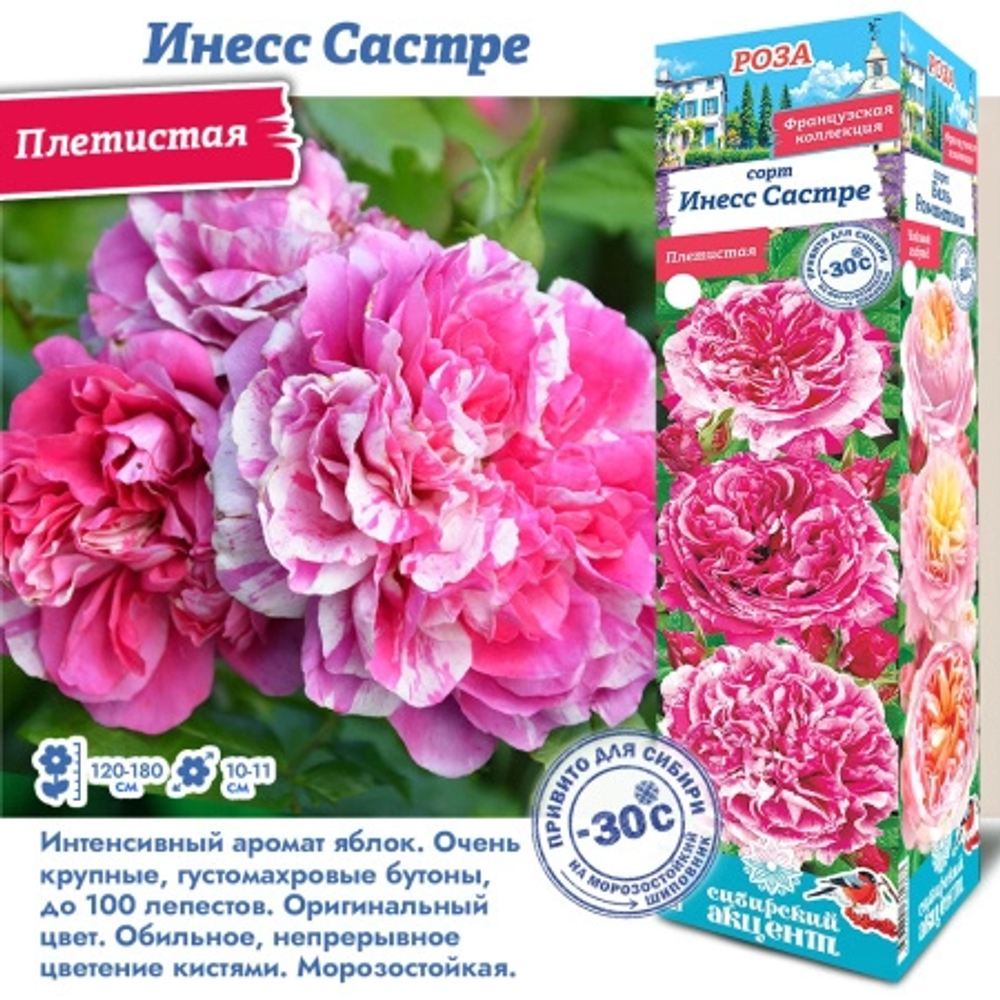 Роза Инесс Састре (Плетистая)