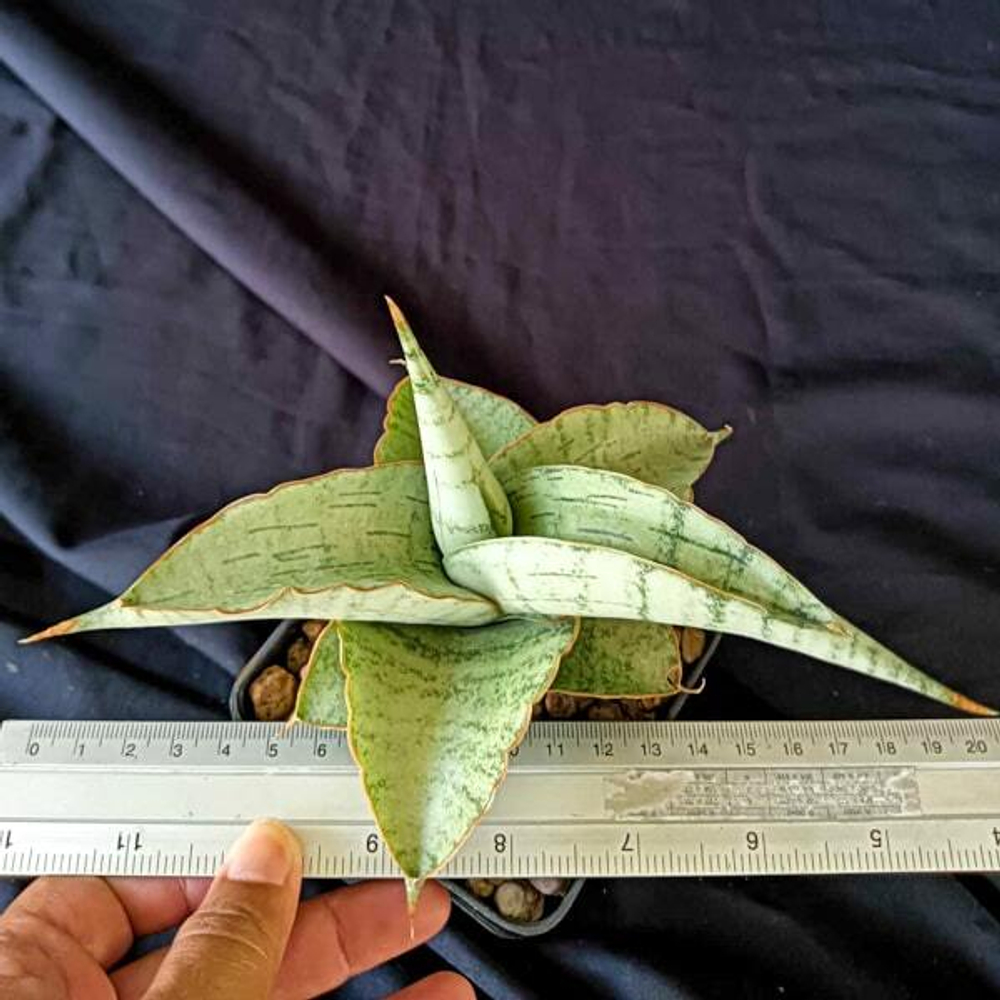 Сансевиерия WHITE RHINO