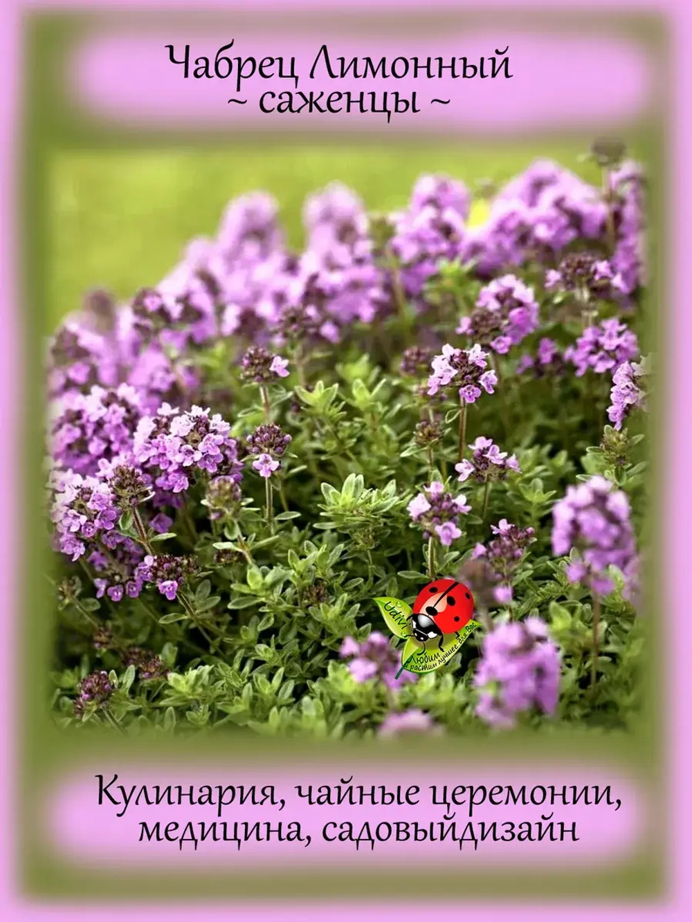 Чабрец Лимонный