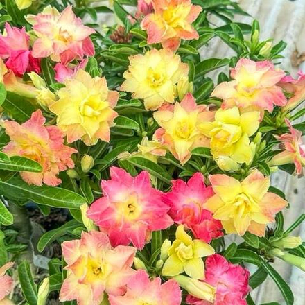 Адениум обесум PHOENIX