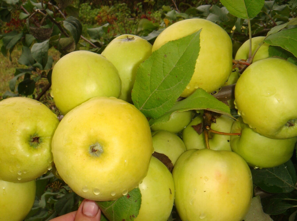 Саженец яблони «Подарок Осени» (Желтая, Иммунная к парше)