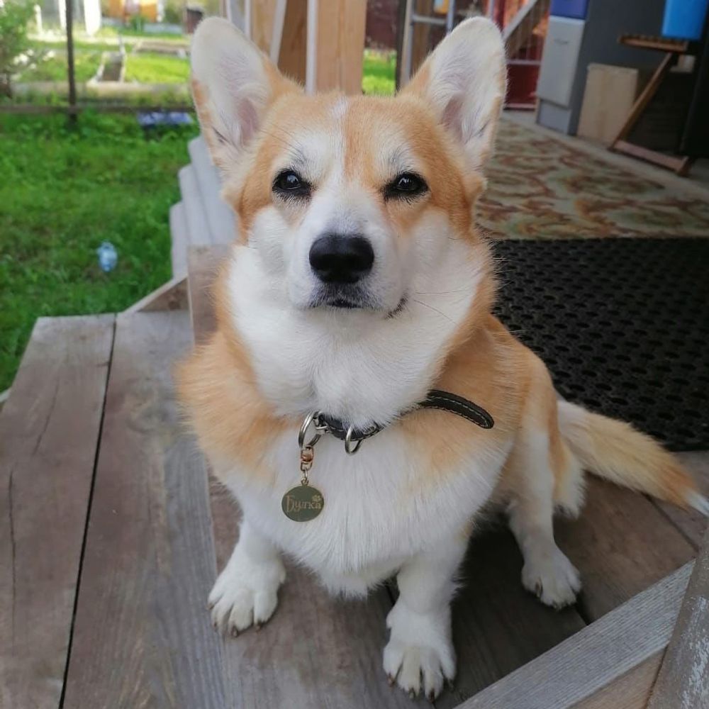 Адресник для собаки с гравировкой телефона на заказ