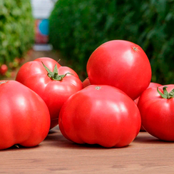 Манекро F1 семена томата индетерминантного (Syngenta / Сингента)