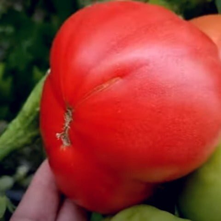Пинк Айди F1 томат розовый (Seminis) семена (Количество семян в упаковке: 10 шт.)