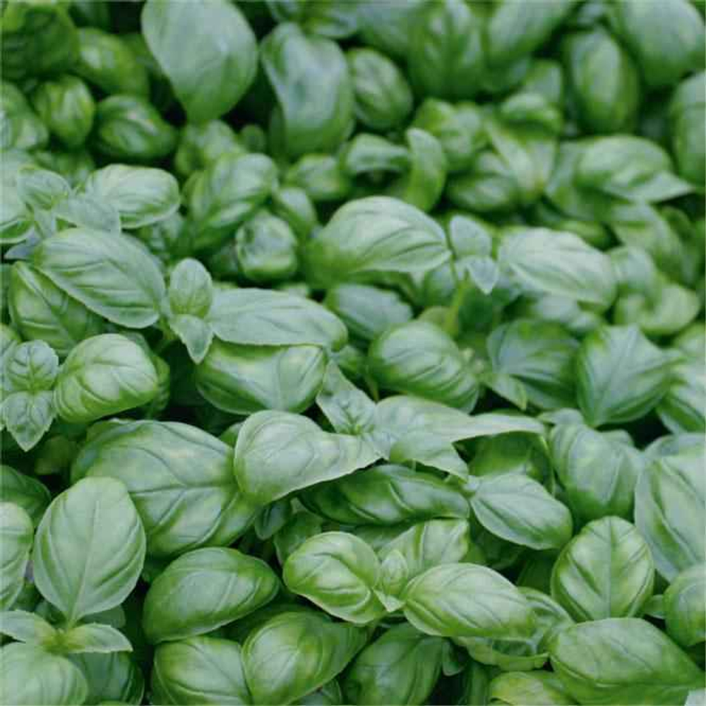 Лучано семена базилика (Гавриш)