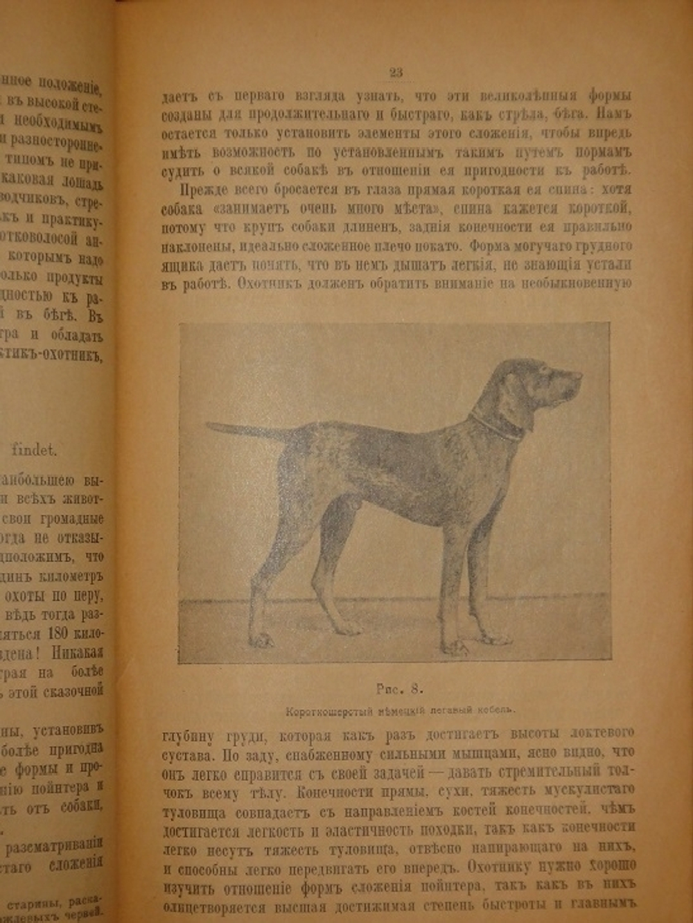 "Дрессировка и натаска подружейных собак". Г.Оберлендер. 1910г.